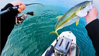 Sydney Harbour Kingfish.