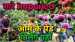 हर तरह के imported आम के Genuine पेड़ मिलेंगे यहाँ, एकबार varieties देख लें // All imported Mangoes