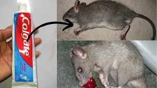 How To Kill Mice And Rats With Toothpaste  | #DIYCure