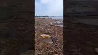 Врятовано песика, який приплив із затопленого  Херсона до Одеси
