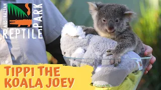 KOALA JOEY GROWING UP! 6 MONTHS VS 7 MONTHS | AUSTRALIAN REPTILE PARK