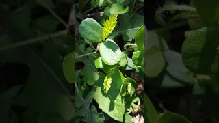 Sämlinge der Hainbuche (Carpinus betulus). Samen sind sogar essbar.