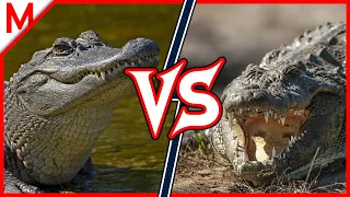 17💥Alligator vs Crocodile | + Leopard Seal vs Steller Sea Lion winner