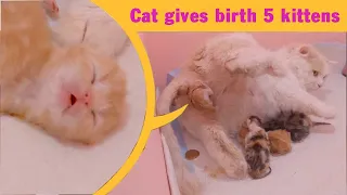 Cat Giving Birth: 5 kittens of different colors born of a beautiful mother cat - Part 2: The End.