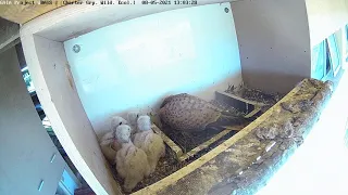 For lunch today a large chameleon | Common kestrel Box Israel CAM|בז מצוי| 8.5.21