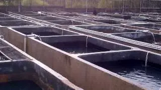 Concrete Tanks as Growing Facility of Grouper