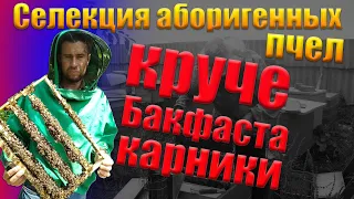 Селекция аборигенных пчел. Вы забудете про БАКФАСТ и КАРНИКУ