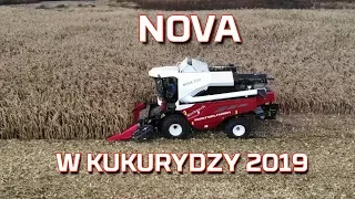 Zbiór kukurydzy na ziarno 2019 🌽 kombajn Nova 330 Rostselmash | WYDAJNOŚĆ | CZYSTOŚĆ [Korbanek]