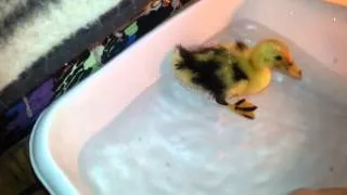 Ducky and Petrie Playing in the water