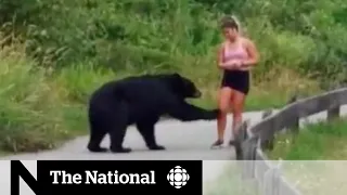 Viral video sparks debate about B.C. bears