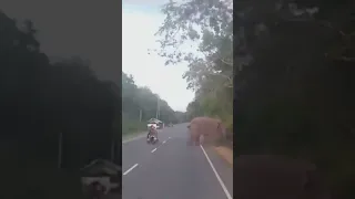 Elephant Attack/Two young women on a two-wheeled vehicle came in front of the elephant