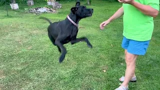 Great Dane puppy goes crazy for juicy watermelon