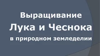 Природное земледелие - Лук и чеснок