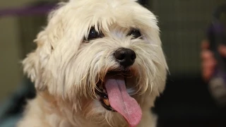 Fluffy Puppies Dog Groomers in Upton, MA