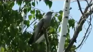 Валерий Палаускас - кукушка