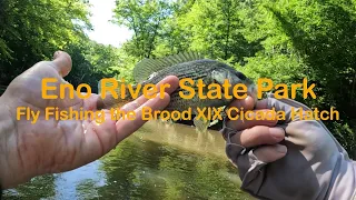 Fly Fishing Eno River State Park !! Brood XIX 13 Year Cicada Hatch !! Rare Roanoke Bass and Sunfish