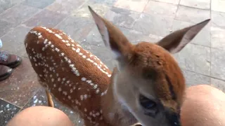 Bambi the Whitetail Deer Fawn comes back for breakfast (part 2)
