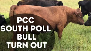 PCC SOUTH POLL BULL TURN OUT | Giving him the first cycle with our South Poll Sired Herd