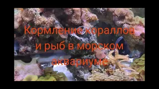 МОРСКОЙ АКВАРИУМ (кормление кораллов и рыб)