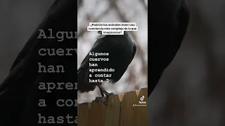 Las maravillas de la conciencia animal