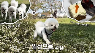 Vlog. 일상모음zip 근데 이제 매일 산책만 가는😂 | 강아지산책. 족욕. 레이어드케이크. 화명생태공원. 일상. 브이로그.