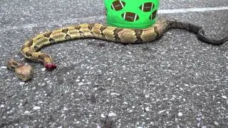 Headless Rattlesnake attacks! Wait for it!