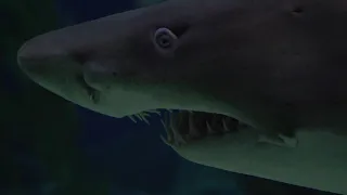 Sharks : scavengers of the seas ...BIGGEST SHARKS IN THE WORLD