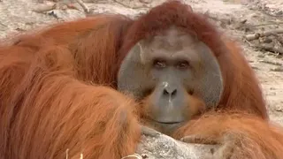 Will Hercules the Orangutan Learn to Climb? | Orangutan Diary | BBC Earth