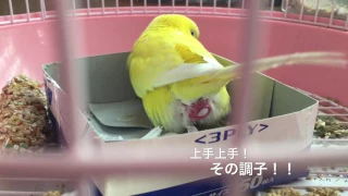 セキセイインコの産卵