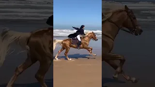 The girl horse racing on the beach #horseriding #shorts