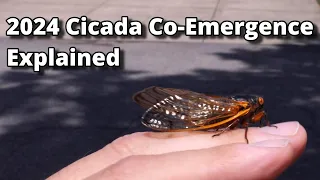 2024 Cicada Dual/Co Emergence Explained