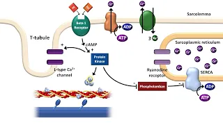 Cardiac Excitation-Contraction Coupling