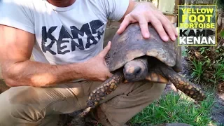 The ULTIMATE Yellow Foot Tortoise how-to