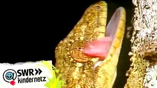 OLIs Wilde Welt - Geckos bei OLIs Wilde Welt | SWR Kindernetz