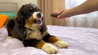 Funny Bernese Mountain Dog Puppy Reacts to Cockroach