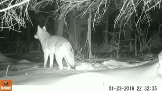 Coyote howling on trail cam video