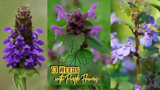 13 Weeds with Purple Flowers #bloom