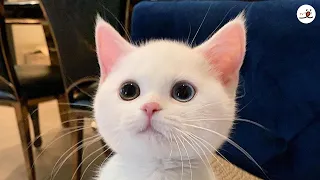 So Fluffy Round Kitten Like A Cartoon Charactor ♡｜PECO【with narration】