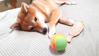 Shiba Inu Momo - momo plays ball better than I do♡