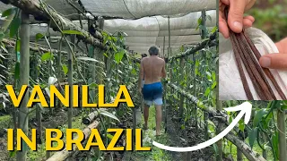 Vanilla Farming in Brazil / Produção de Baunilha no Brasil