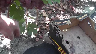 Сорт винограда "Любомир" - сезон 2020 # Grape variety "Lyubomir" - season 2020