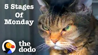 The Five Stages Of A Monday | The Dodo