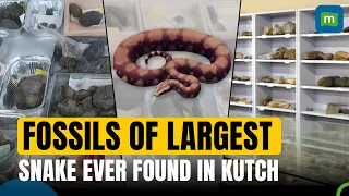 IIT Roorkee Professors Discovered Fossils Of Possibly The Largest Snake To Have Ever Lived