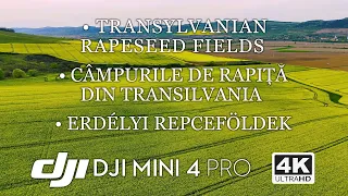 Transylvanian Rapeseed Fields - Campuri de Rapita - Erdelyi Repcefoldek - 4K - DJI MINI 4 PRO