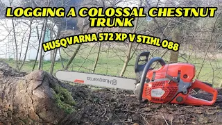 Logging a HUGE chestnut trunk - Husqvarna V Stihl
