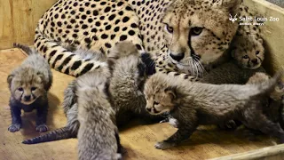 Three-week-old cheetah cubs at the Saint Louis Zoo (media b-roll)