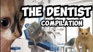 CAT MEMES: THE DENTIST COMPILATION