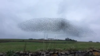 Starling Murmuration At Lizard Point Cornwall