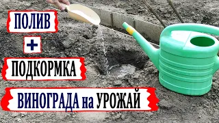 🍇 Без этого ПОЛИВА и ПОДКОРМКИ винограда даже не расчитывайте на заслуженный урожай. Полив весной!