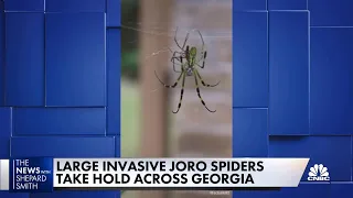 East Asian Joro spider invades Georgia, but venom is not dangerous